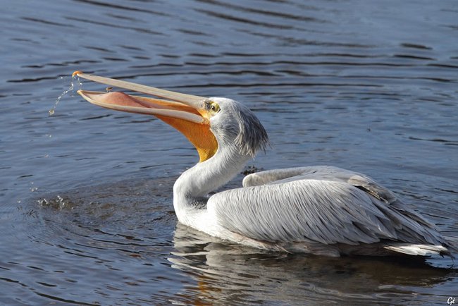 ria de conquet aves